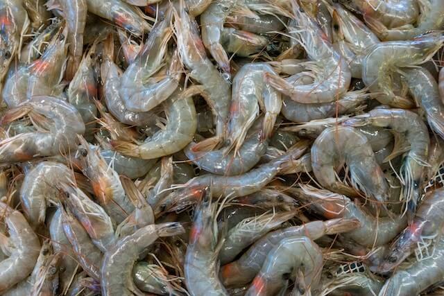 What is Shrimp